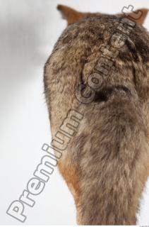 Wolf tail photo reference 0006